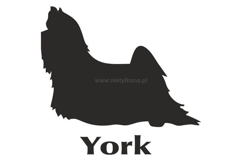 Naklejka Yorkshire Terrier (długowłosy)