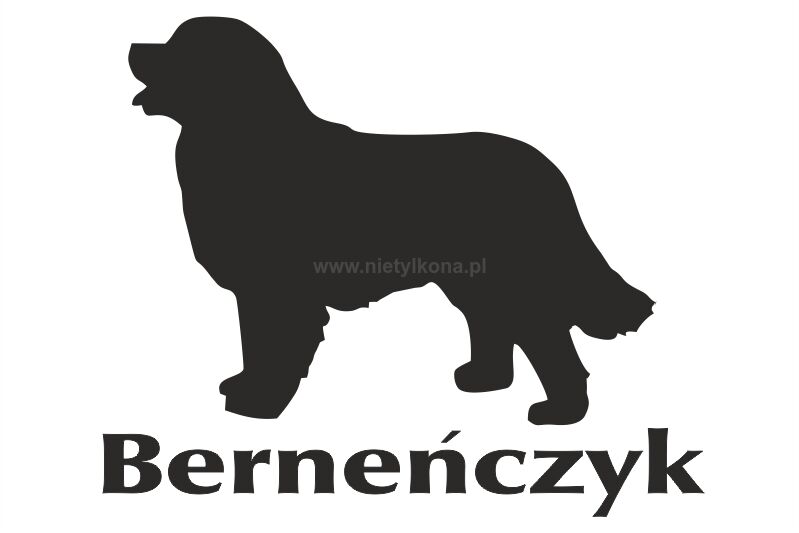 Naklejka Berneński Pies Pasterski