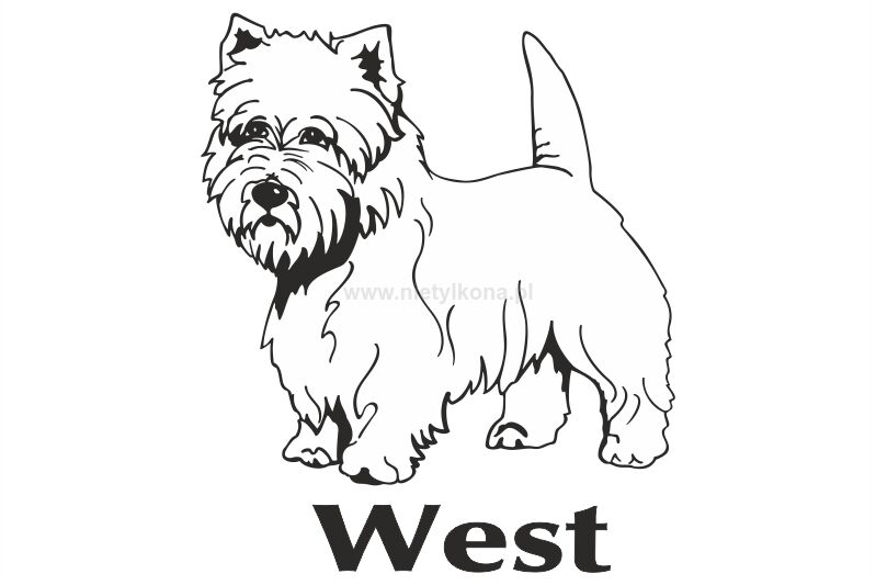 Naklejka West Highland White Terrier