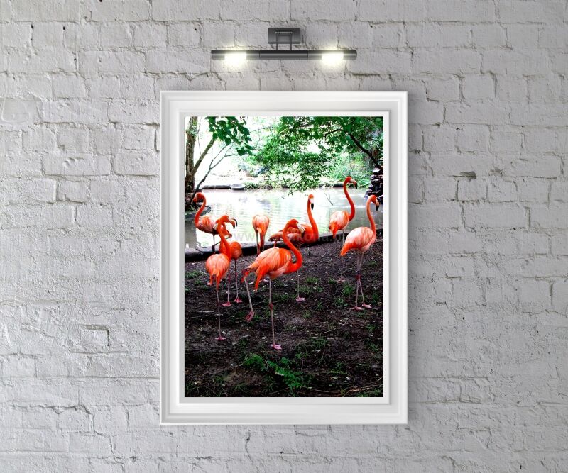 Plakat Z Flamingi