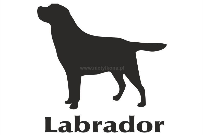 Naklejka Labrador Retriever